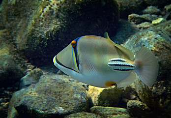 Fototapeta premium Exotic fish - Picasso trigger-fish, scientific name is Rhinecanthus assas, the species belongs to the family Balistidae, it inhabits Red Sea, Middle East