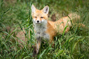 Red fox kit in the wild