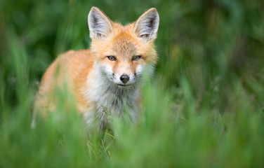 Naklejka na ściany i meble Red fox kit in the wild