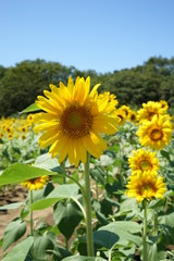 Fototapeta premium 向日葵の花