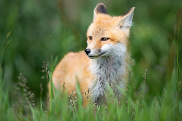 Red fox kit in the wild