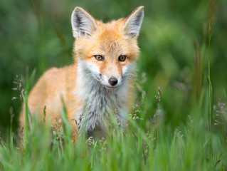 Red fox kit in the wild