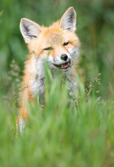 Fototapeta premium Red fox kit in the wild