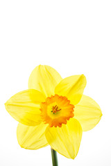 Close-up view of a spring flowering daffodil bloom. Daffodils are a popular flower in the home garden and public spaces and their appearance heralds the start of spring.     
