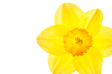 Fototapeta na wymiar Close-up view of a spring flowering daffodil bloom. Daffodils are a popular flower in the home garden and public spaces and their appearance heralds the start of spring. 