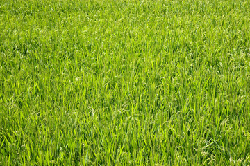田舎の水田　夏の青々とした稲