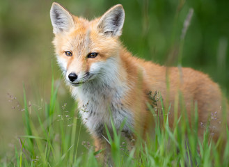 Fototapeta premium Red fox kit in the wild
