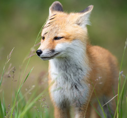 Red fox kit in the wild