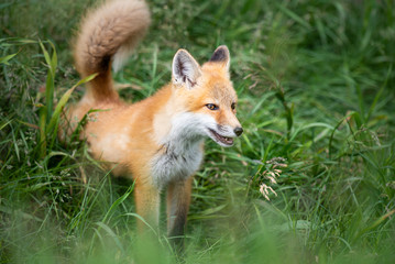 Red fox kit in the wild