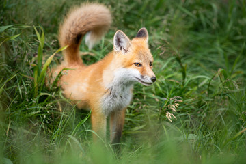 Red fox kit in the wild