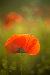 Fototapeta premium Poppy