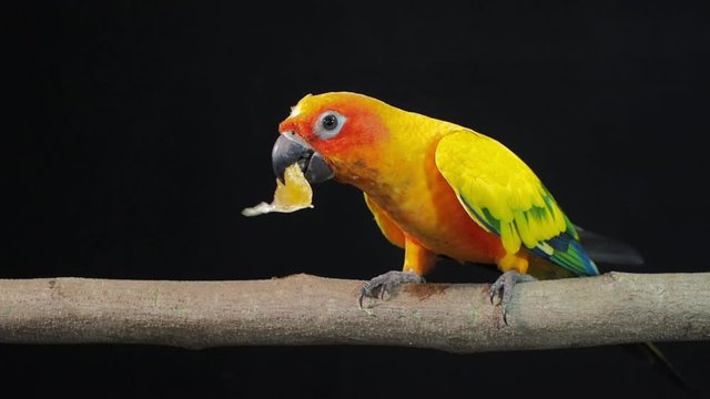 Vdo. Sun Conure or sun parakeet (Aratinga solstitialis) parrot bird eating fruit on branch with black background.