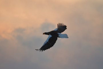 vulture in flight