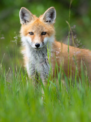 Red fox kit in the wild