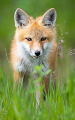 Fototapeta premium Red fox kit in the wild