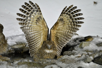 eagle in flight