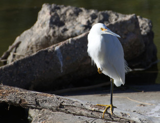 Snowy Egret posing