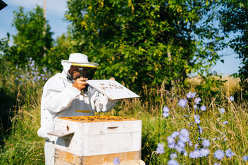 Beekeeper wearing white protective clothing and gloves checking bees on honeycomb wooden frame at apiary in bright summer sunny day.