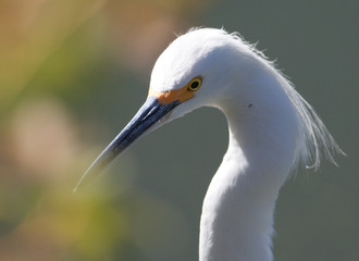 Snowy Egret macro