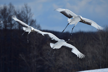 seagull in flight