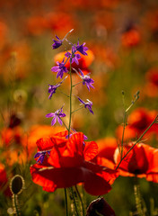 Fototapeta premium Poppy