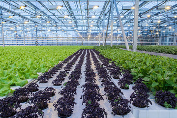 Huge glass industrial greenhouse full of fresh green salad
