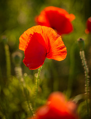 Obraz premium Poppy