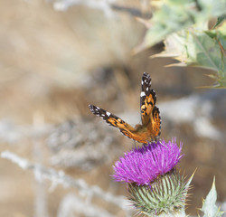 Fototapeta premium American Lady Butterfly on a thistle 