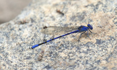 blue dragonfly macro