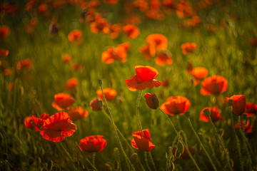 Fototapeta premium Poppy