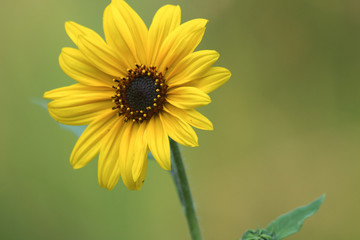 yellow daisy flower