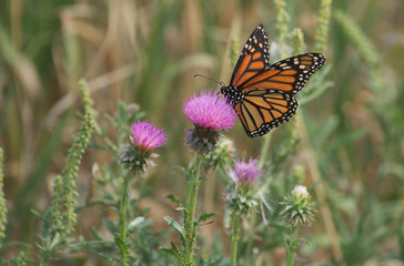 Monarch butterfly on a thistle flower 