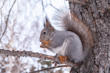 The squirrel with nut sits on a fir branches in the winter or autumn.