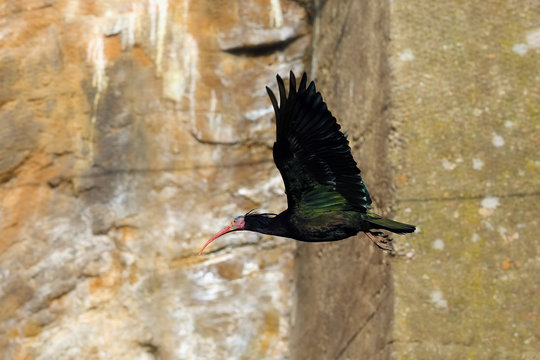 The northern bald ibis, hermit ibis, or waldrapp (Geronticus eremita) flies around a rock and a concrete pillar. A black bird flies around a rock wall.