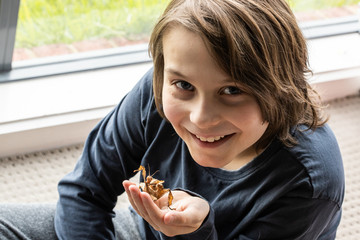 A Caucasian boy holding an australian spiny leaf stick insect