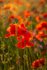 Fototapeta premium Poppy