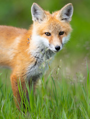 Naklejka na ściany i meble Red fox kit
