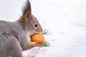 Portrait of a squirrel with nut in winter or autumn.