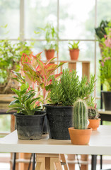 Indoor interior small pot tropical plant on table in greenhouse garden