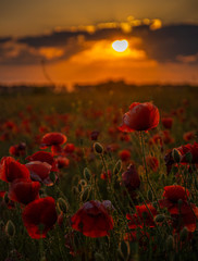 Naklejka na ściany i meble Poppy