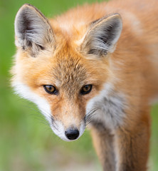 Red fox kit