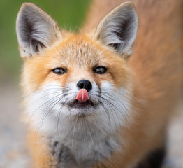Fototapeta premium Red fox kit