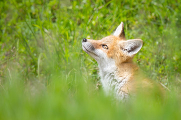 Red fox kit