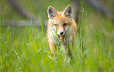 Red fox kit