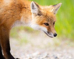 Fototapeta premium Red fox kit