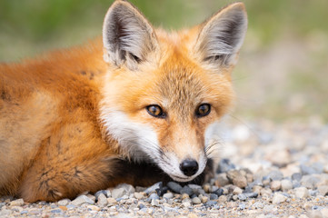Red fox kit