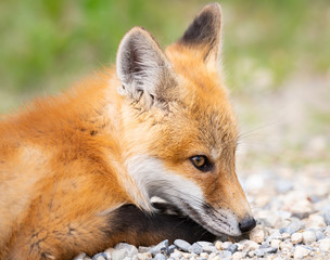 Naklejka na ściany i meble Red fox kit