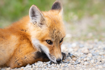 Red fox kit