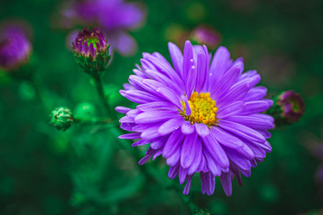 Obraz premium Summer flowers