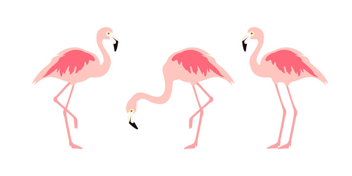Flamingo tropical bird collection isolated on white background © viktorijareut